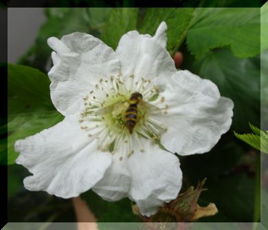 木イチゴの花