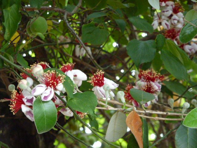 フェイジョア ブラシの木 3種類 イソトマ 写真あり 私の好きな花 楽天ブログ