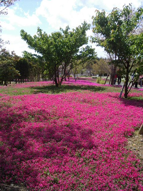 浜名湖花薄2014