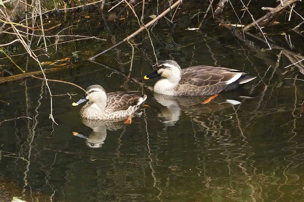 515