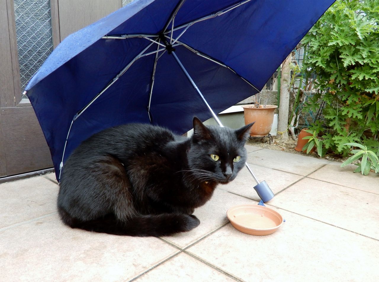 傘の下の黒猫 の巻 人さまのネコ 楽天ブログ