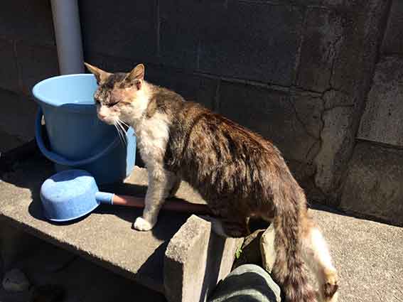 我が家のニャンコ♪2016/5/8-3