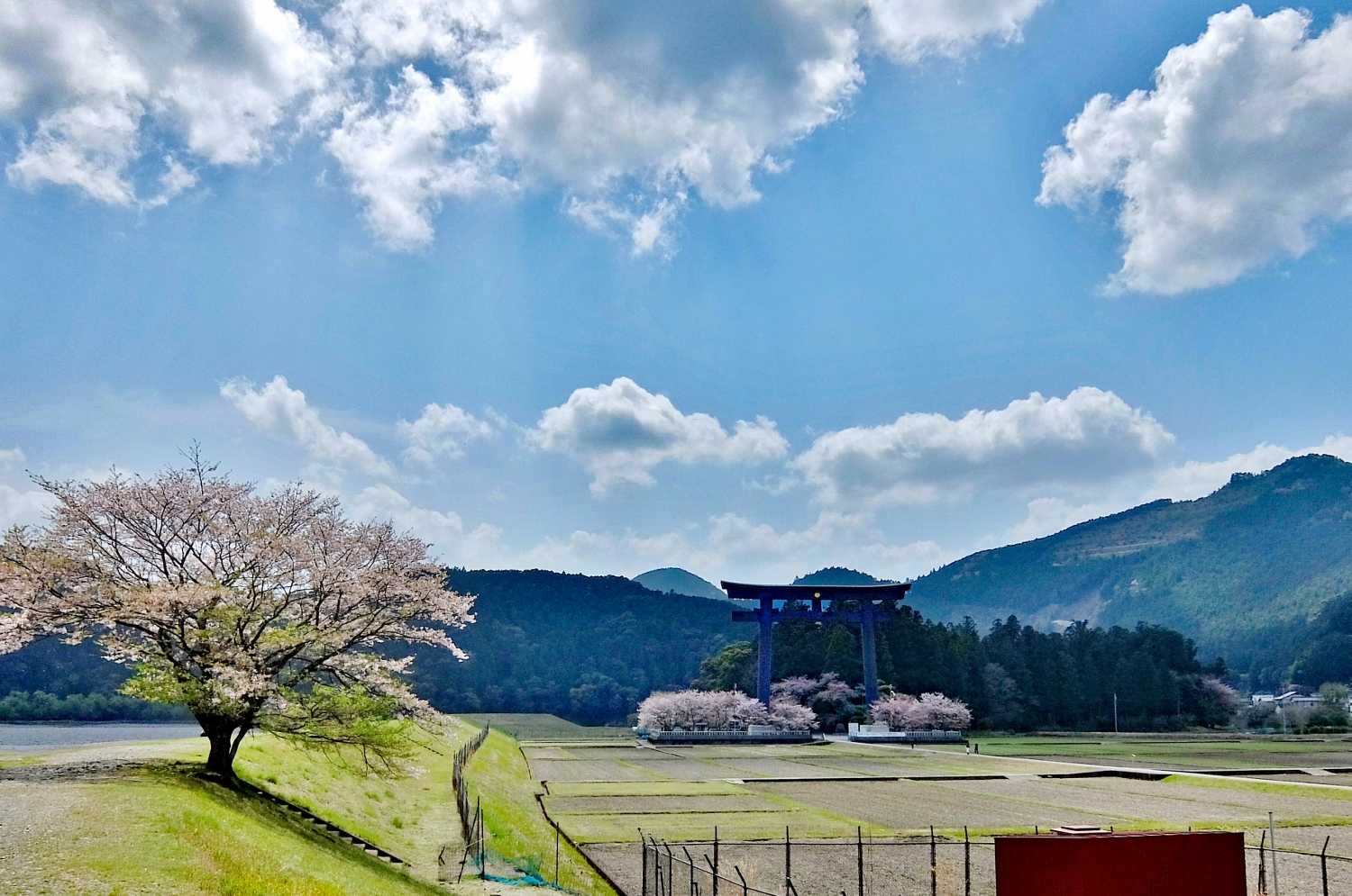 七越峰森林公園 本宮大社 桜 花見 和歌山 