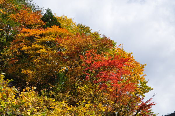 称名滝　紅葉