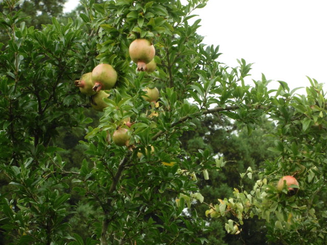 CIMG0353.JPG
