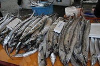 IMG_2333.jpg