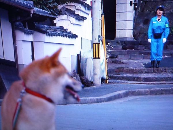 柴犬さ ん み つけた 警察犬 Uggさんセミリタイアからの移住 楽天ブログ