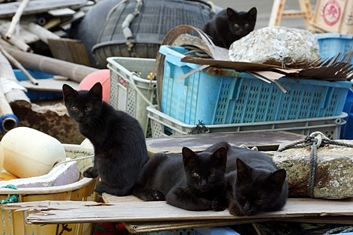 田代島　ねこ