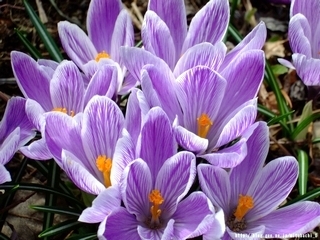 crocus  (クリスタルワ－ルド)