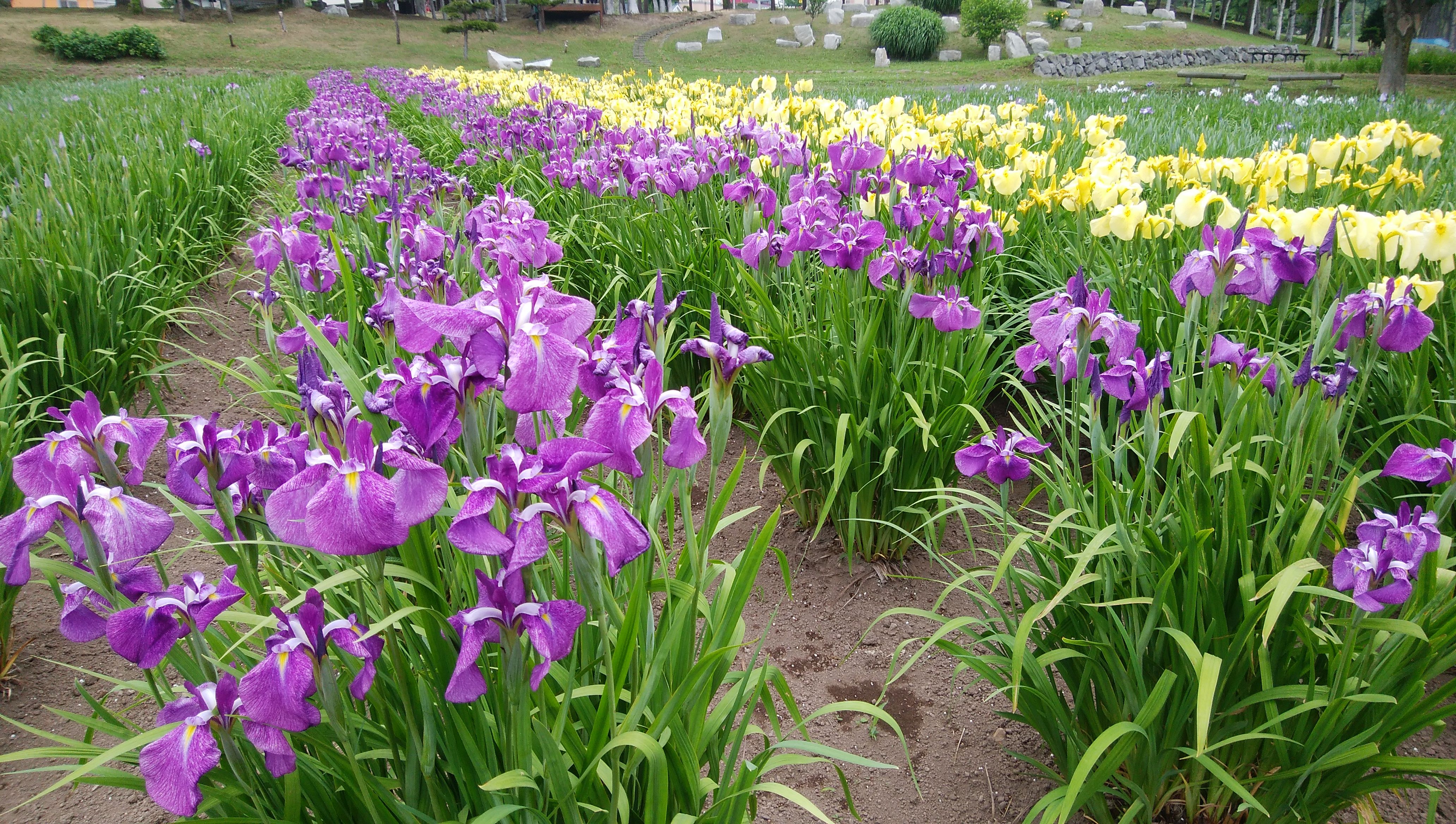 リサーチ 岩見沢 あやめ公園 アイヌモシリの春夏秋冬 Beautiful Seasons Of Hokkaido 楽天ブログ