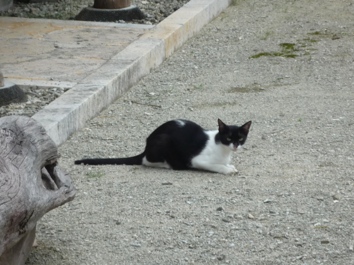 2012.05.30竹富島11.jpg