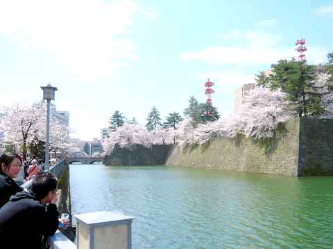 福井城　堀の桜