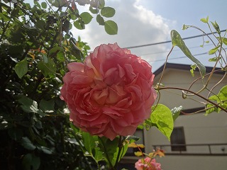 DSC05358.jpg