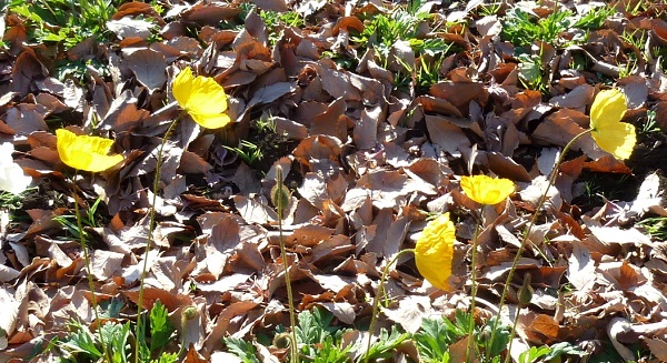 P1070660-001.JPG
