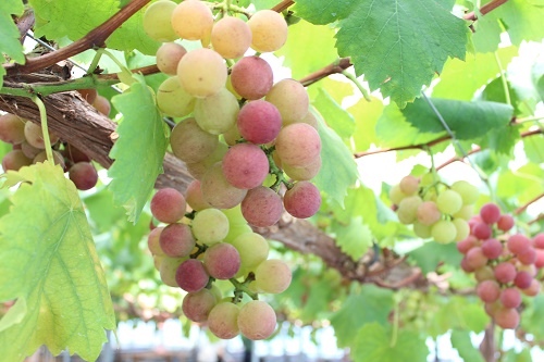 クイーンニーナ (2).JPG