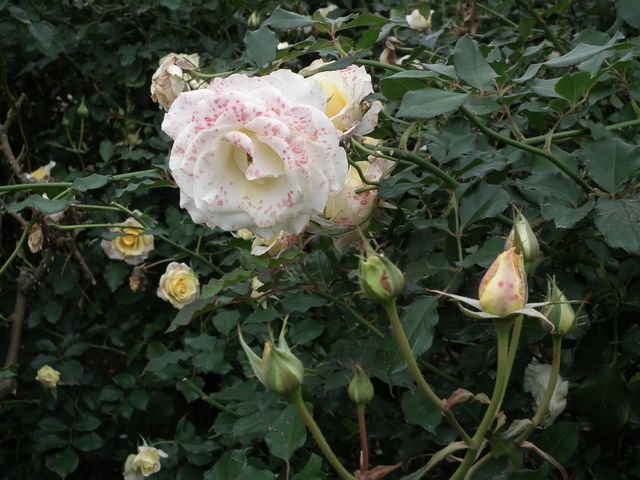DSCF8571.JPG
