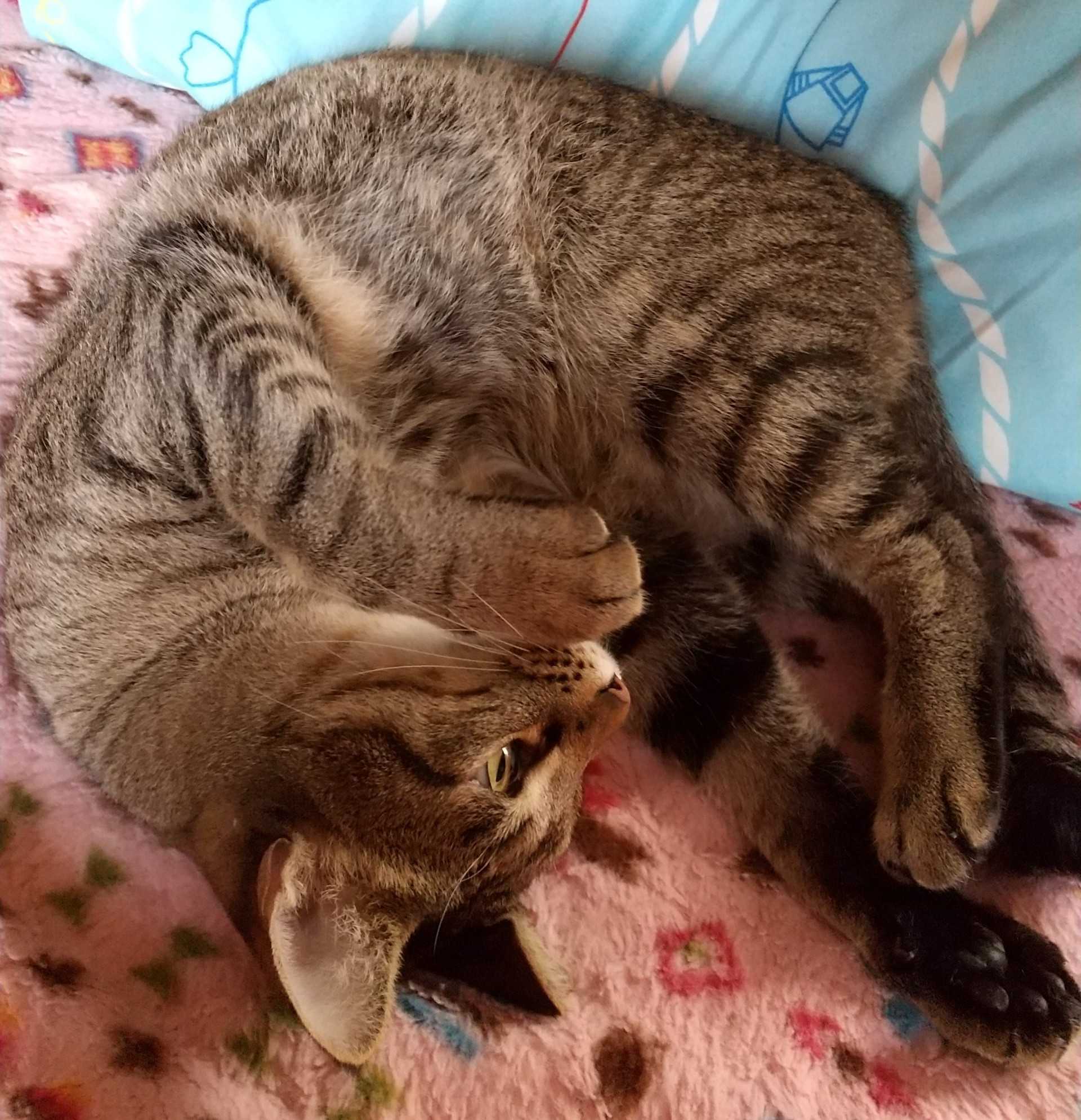 すごいジャンプ力 猫がいると頑張る 楽天ブログ