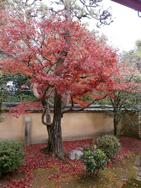 京都　興臨院