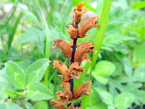 147ページ目の記事一覧 三田のいのしし 見て歩き日記 楽天ブログ