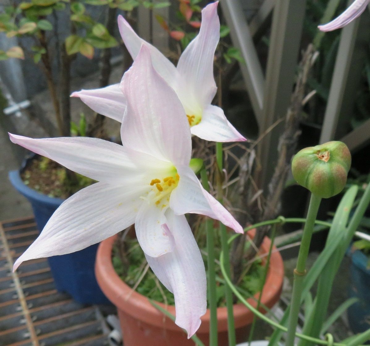 ５か月ぶりのデイへ 花はハブランサス だい のひとりごと 楽天ブログ
