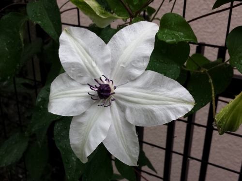 20150603_094136 (500x375).jpg