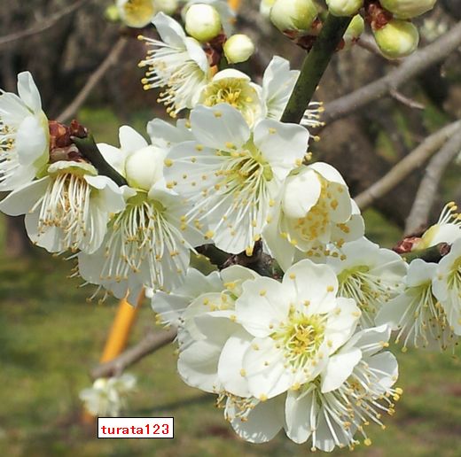 20130307_144303　網敷天満宮梅