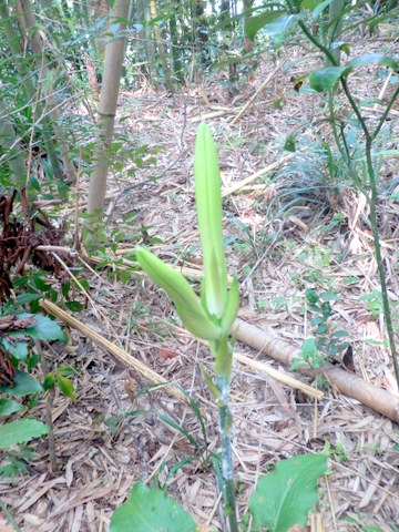 野草の蕾　ふたまた-1