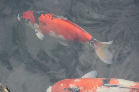鯉3.jpg