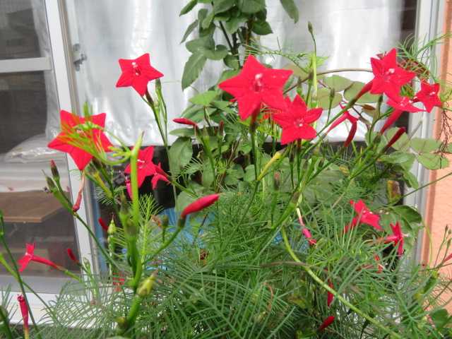 縷紅草 ルコウソウ サボテンの花 写真あり 私の好きな花 楽天ブログ