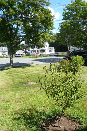 yard work02.jpg