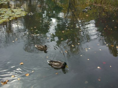 CIMG4313 (400x300).jpg
