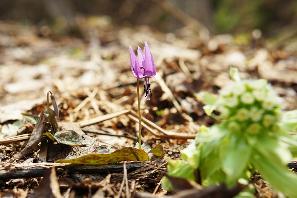 県北 九戸村 白くて可憐な水芭蕉が見ごろ 戸井良沢水芭蕉公園 イーハトーブログ 楽天ブログ