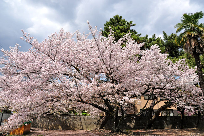 桜５