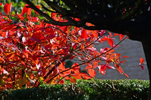 我が家の紅葉