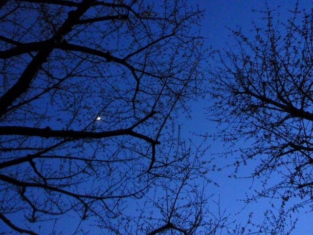 4春の夕暮れ.jpg