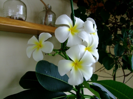 グアムのプルメリア　開花