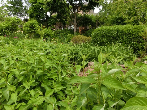 オープンガーデン