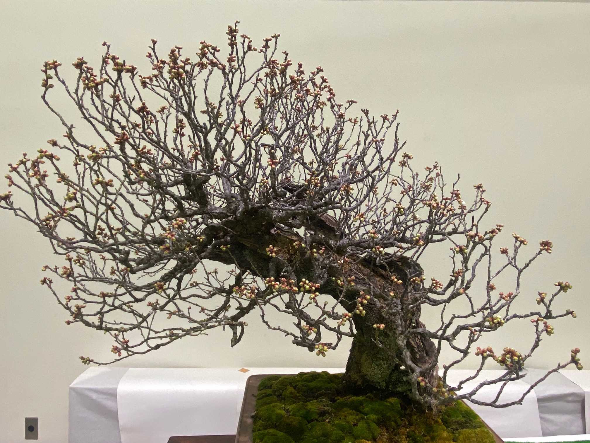 【専用　最強学習マシーン】甲州野梅　盆栽　古い 専用 最強学習マシーン】甲州野梅 盆栽 古い 【公式通販】