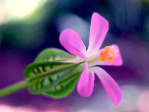 名前不明のピンクの花