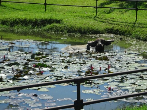 水牛のおすぎ