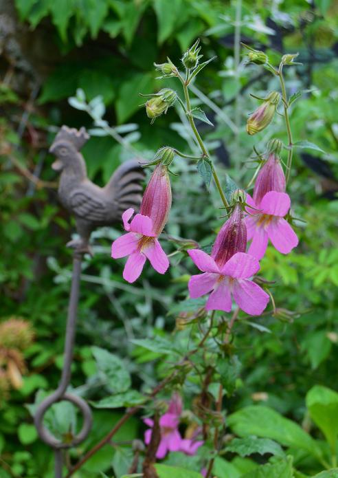 DSC_0781.JPG