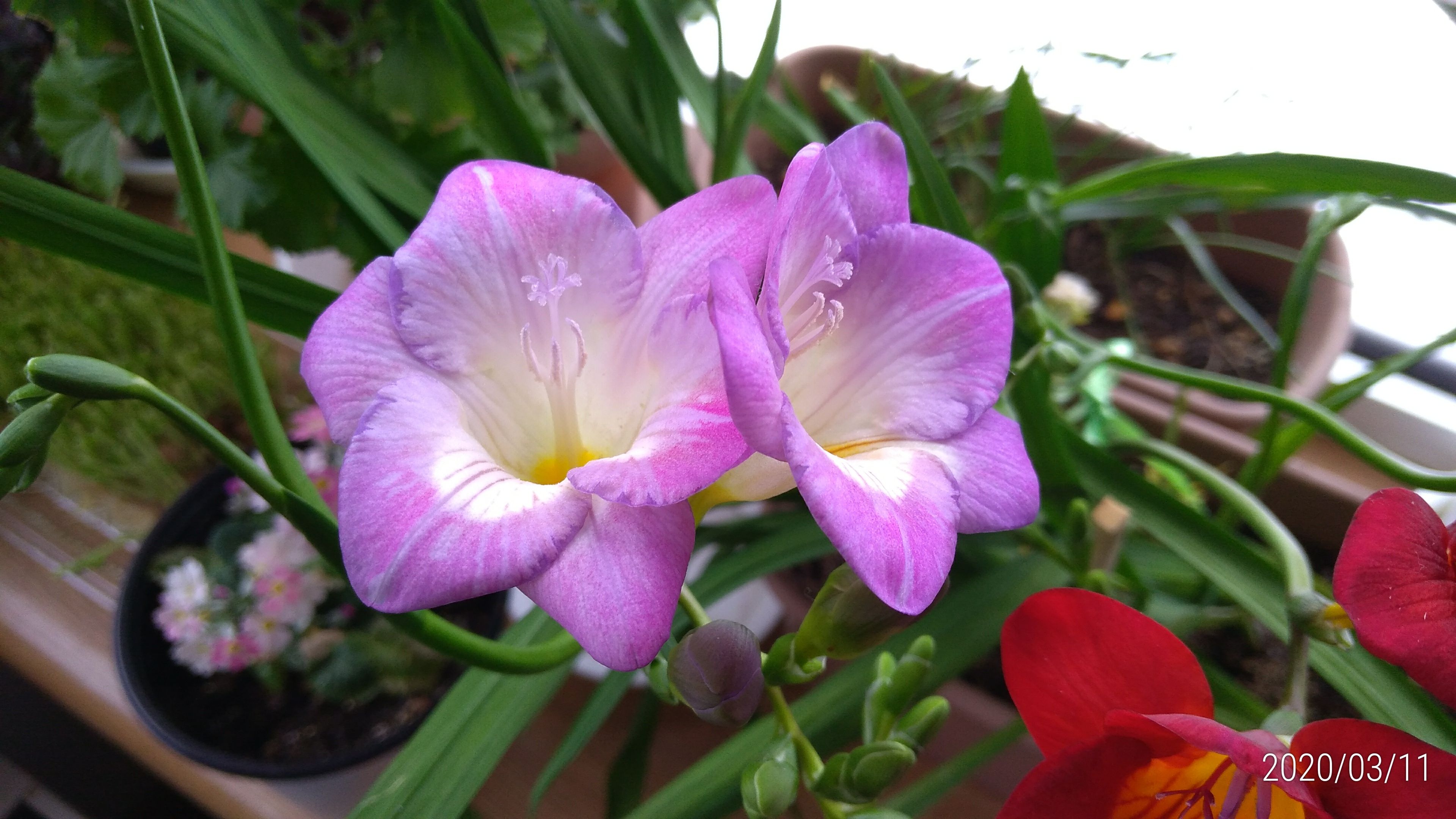 フリージア紫が フクシアも４輪咲いたよ 花に癒されて 楽天ブログ