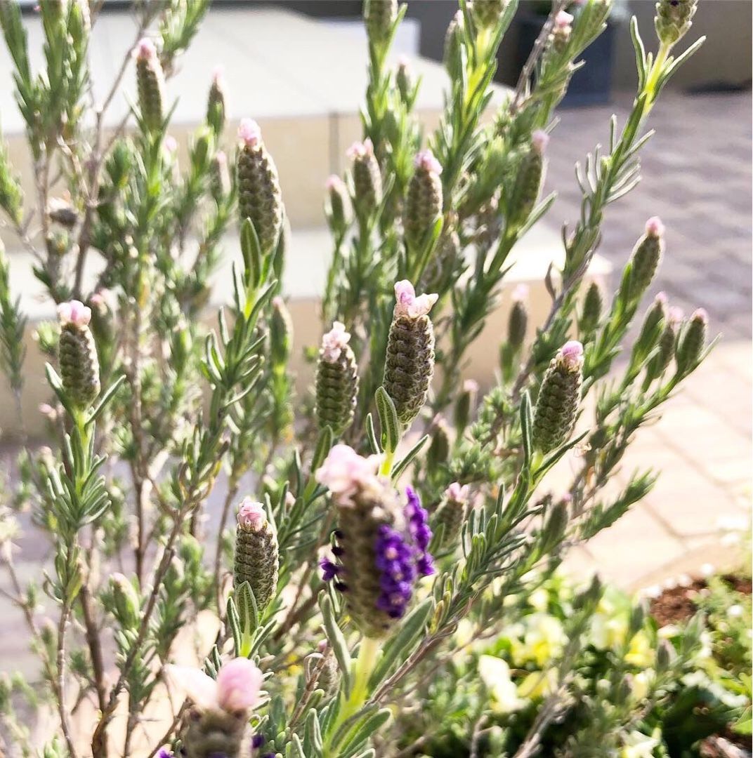 ラベンダーが咲き始めました 白いお家の暮らし シンプルライフに憧れて 楽天ブログ