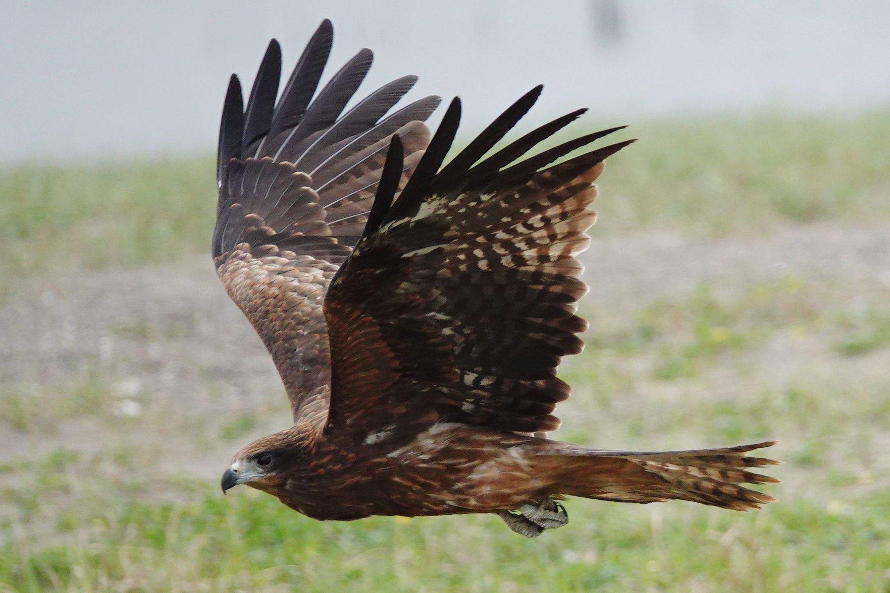 葛西臨海公園 トビ | アウトドア親爺の徒然日記 - 楽天ブログ