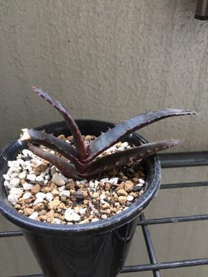 Aloe Rupestris（アロエ・ルペストリス） ] | Aloe日記 - 楽天ブログ