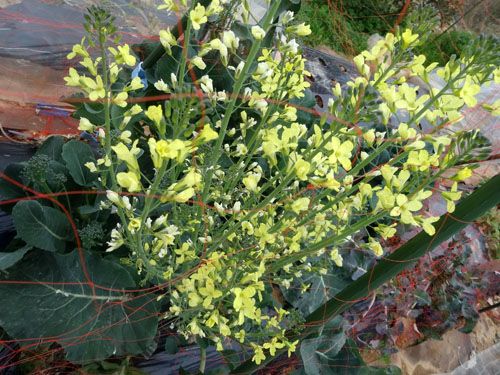 キンカン 最後の収穫をしました ブロッコリー 茎ブロッコリーのわき蕾がたくさんです 幸せの積み木 楽天ブログ