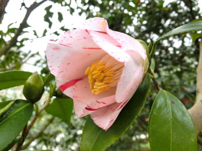 椿「燕返しの実生」初開花 | 椿に夢中 - 楽天ブログ