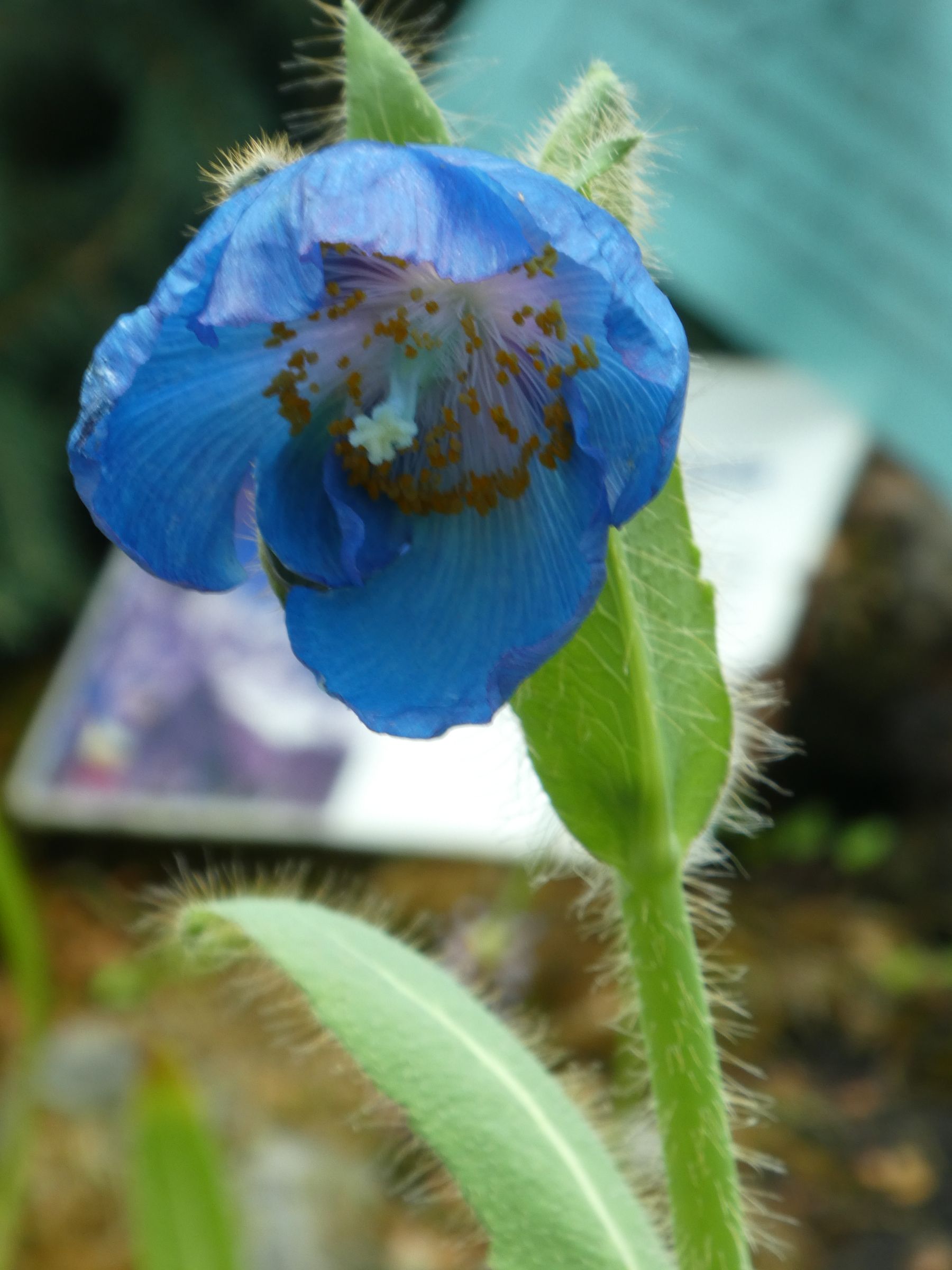 6 13 鶴見緑地へ その2 咲くやこの花館 の秘境の花 ヒマラヤの青いケシ わかくさ日記 楽天ブログ