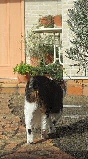 IMG_6386ss.jpg
