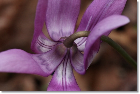 樹木公園・カタクリ-7 15.4.18